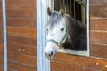 White pony horse head in stall Royalty Free Stock Photo