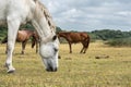 White pony in New Forest National Park Royalty Free Stock Photo