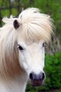 White pony