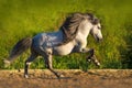 White pony run gallop Royalty Free Stock Photo
