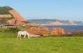 White pony and sandstone rock stacks Ladram Bay beach Devon England UK located between Budleigh Salterton and Sidmouth