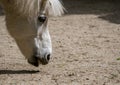 White pony or small horse Equus ferus caballus looking for food on the ground Royalty Free Stock Photo