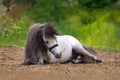 White pony stallion laying