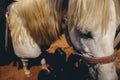 White pony face close up