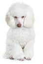 White poodle Royalty Free Stock Photo