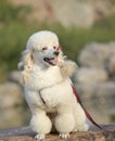 White poodle Royalty Free Stock Photo