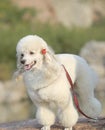 White poodle Royalty Free Stock Photo