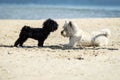 Two cute dogs on the beach Royalty Free Stock Photo