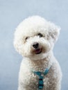 poodle on a beige background. curly dog in photo studio