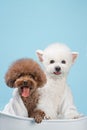 White poodle and brown poodle wearing bath towels in bathtub, indoors, clean blue background