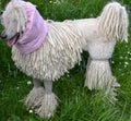 Portrait of poodle dog with picturesque haircut and with tongue out standing before dog show. Royalty Free Stock Photo