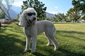 White poodle dog