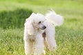 White poodle dog on green grass field Royalty Free Stock Photo