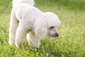 White poodle dog on green grass field Royalty Free Stock Photo
