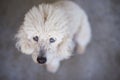 White poodle dog looking up Royalty Free Stock Photo