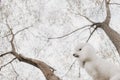 White poodle dog posing outdoors with treees