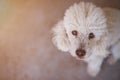 White poodle dog portrait Royalty Free Stock Photo