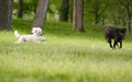 White poodle dog running chasing playing with other dog