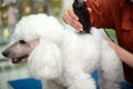 White poodle grooming. Dog gets hair cut at Pet Spa Grooming Salon. Closeup of Dog. groomer concept.the dog has a haircut. Groomer Royalty Free Stock Photo