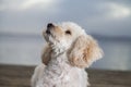White poodle mongrel Royalty Free Stock Photo