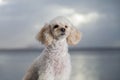 White poodle mongrel portrait Royalty Free Stock Photo