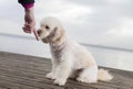 White poodle mongrel sits on wood planks Royalty Free Stock Photo
