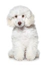 White poodle puppy