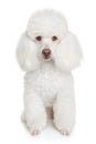 White poodle puppy Royalty Free Stock Photo