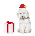 White poodle puppy with chrismas gift