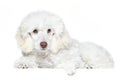 White poodle puppy with green eyes