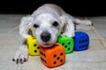 white poodle puppy playing with colored dice