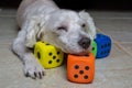 white poodle puppy playing with colored dice