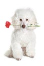 White poodle puppy with red flower Royalty Free Stock Photo