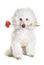 White poodle puppy with red flower