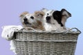 Two dog friends sitting in an old wicker basket Royalty Free Stock Photo