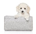 White Poodle puppy in wicker basket Royalty Free Stock Photo