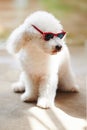 White poodle in red sunglasses Royalty Free Stock Photo