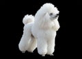 White Poodle stand isolated on black background Royalty Free Stock Photo