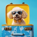 White poodle in sunglasses sitting in a blue suitcase