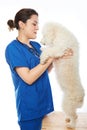 White poodle with veterinar Royalty Free Stock Photo