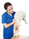 White poodle in veterinary Royalty Free Stock Photo