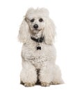 White poodle wearing a collar with medal, isolated on white