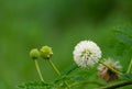 White Popinac flower blossom.