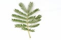 White Popinac, Lead Tree (Leucaena leucocephala (Lamk. ) De Wit), leaves.