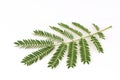 White Popinac, Lead Tree (Leucaena leucocephala (Lamk.) De Wit), leaves.. Royalty Free Stock Photo