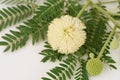 White Popinac, Lead Tree (Leucaena leucocephala (Lamk.) De Wit) Royalty Free Stock Photo