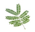 White popinac leaf (Leucaena) Royalty Free Stock Photo