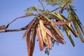 White popinac, Wild tamarind, Lead Tree Royalty Free Stock Photo