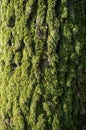 Poplar Tree Bark covered with moss or Rhytidome Texture Detail Royalty Free Stock Photo