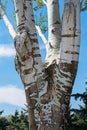 White poplar tree bark Royalty Free Stock Photo